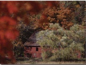 Blazing Autumn Color Surrounds a Barn