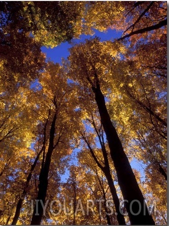 Blue Sky Through Sugar Maple Trees in Autumn Colors, Upper Peninsula, Michigan, USA