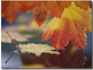 Close up of Autumn Vine Maple Leaves Reflecting in Pool of Water, Bellingham, Washington, USA