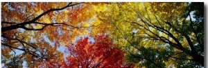 Colorful Trees in Fall, Autumn, Low Angle View