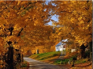 Country Road in Autumn, USA