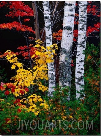 Fall Color, Old Forge Area, Adirondack Mountains, NY