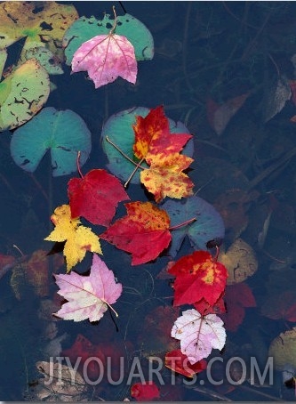 Fall Leaves on Top of Water, New England