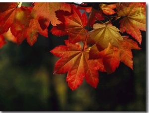 Vine Maple Leaves To Displaying Bright Autumn Colors