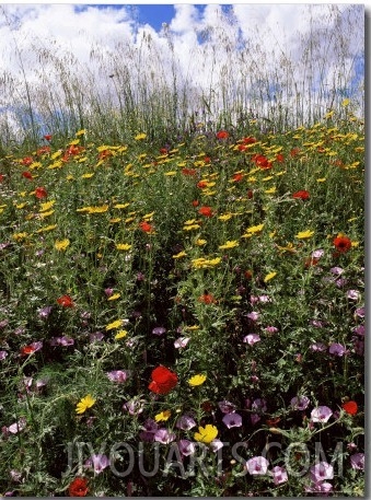 April Spring Flowers, Near Aidone, Central Area, Island of Sicily, Italy, Mediterranean