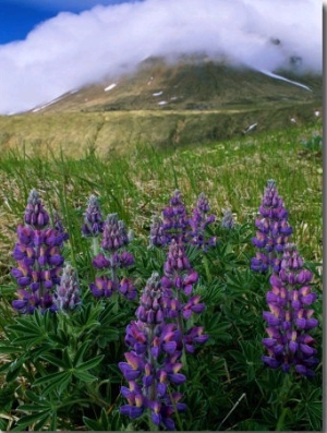 Beautiful Flowers Spring up Around the Base of a Mountain