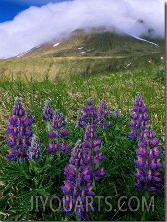 Beautiful Flowers Spring up Around the Base of a Mountain