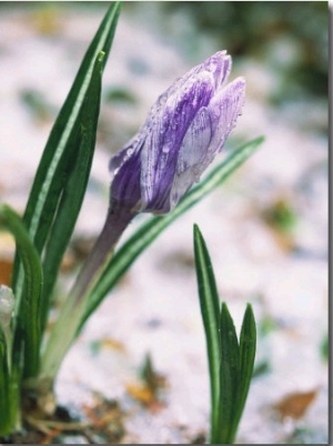 Crocuses in Spring Snow, Braintree, MA