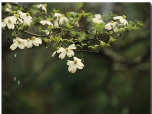 Delicate White Dogwood Blossoms Cover a Tree in the Early Spring