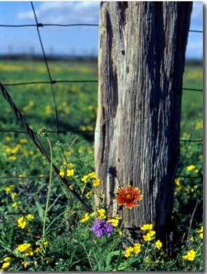 Early Spring Flowers, Fence Post, TX