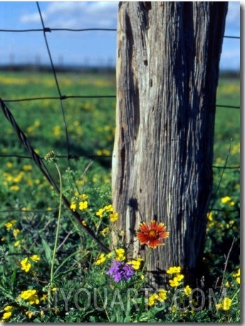 Early Spring Flowers, Fence Post, TX