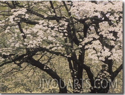 Flowers and Branching Pattern of a White Dogwood Tree in the Spring, Cornus Florida, Eastern USA