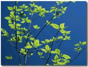 New Spring Foliage Leafing out on a Tree Branch