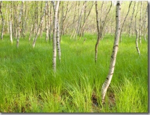 Paper Birch Trees on the Edge of Great Meadow, Near Sieur De Monts Spring, Acadia National Park