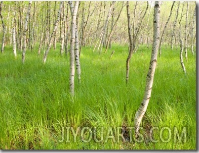 Paper Birch Trees on the Edge of Great Meadow, Near Sieur De Monts Spring, Acadia National Park