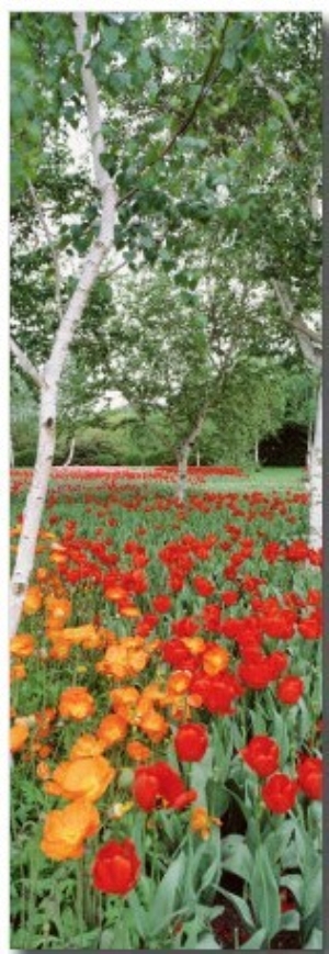 Spring Flowers, Lake Burley Griffin, Australia