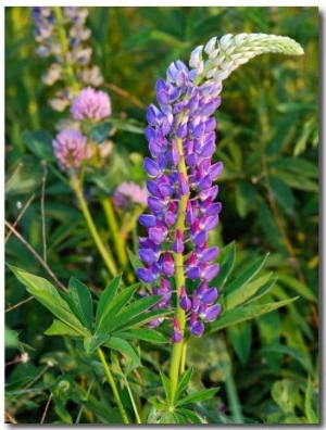 Stalk of Lupine Flowers in the Spring, Arlington, Massachusetts, USA