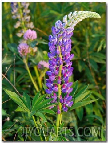 Stalk of Lupine Flowers in the Spring, Arlington, Massachusetts, USA