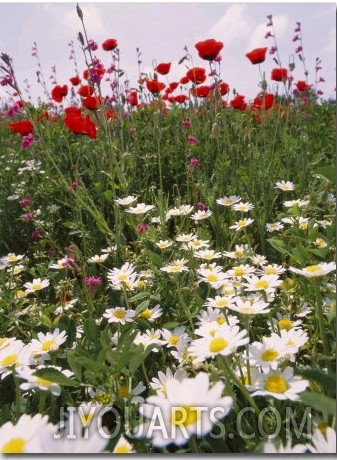 Wildflower Farming on a Kibbutz in Springtime