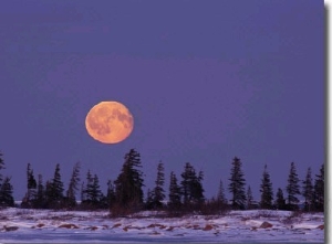 An Orange Full Moon Rises over a Snowy Landscape