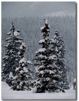 Fresh Snowfall at the Chateau Lake Louise