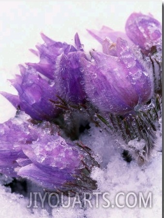 Pasqueflower, Anemone Patens, Growing in Snow