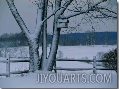 Snow Blankets a Tree and Birdhouse