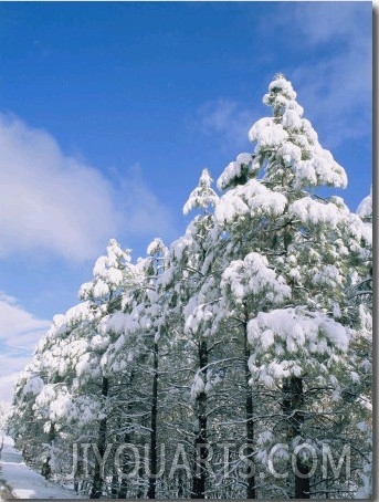 Snow Covered Trees, Coconino National Forest, Arizona