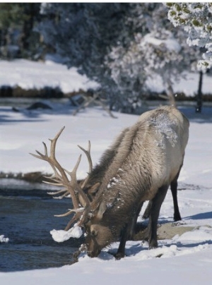 Wapiti Drinks from Pool in Winter, Yellowstone National Park