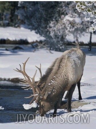 Wapiti Drinks from Pool in Winter, Yellowstone National Park