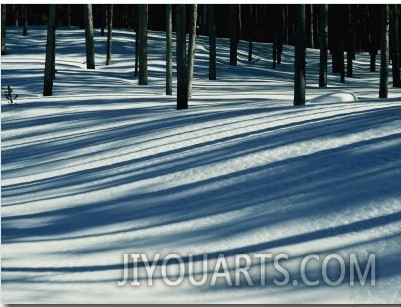 Winter Woodland View of a Lodgepole Pine Forest in Wyoming