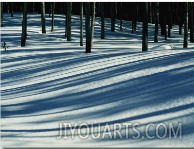 Winter Woodland View of a Lodgepole Pine Forest in Wyoming