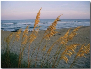 Beach Scene with Sea Oats