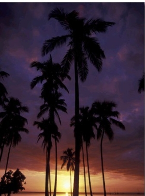 Palm Trees at Sunset, Puerto Rico