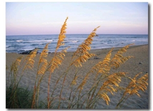 Beach Scene with Sea Oats