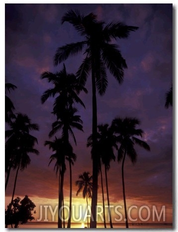 Palm Trees at Sunset, Puerto Rico