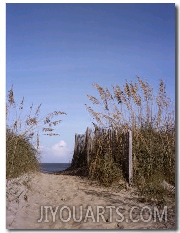 Sea Oats Line the Path to the Beach on the Outer Banks