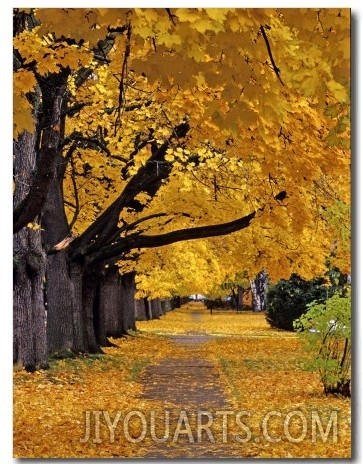 Autumn Maple Trees, Missoula, Montana, USA