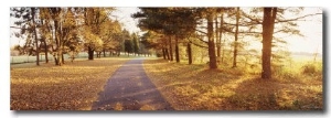 Autumn Tree along a Road, Middleburg, Virginia, USA