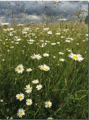 Field Filled with Daisies and Tall Grasses