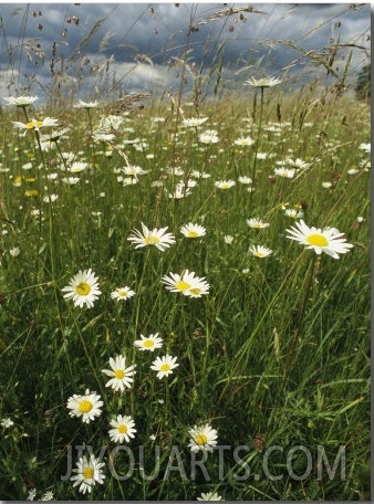 Field Filled with Daisies and Tall Grasses