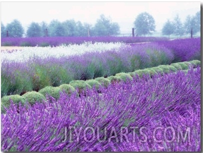 InLavender Field, Sequim, Washington, USA