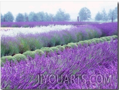 InLavender Field, Sequim, Washington, USA