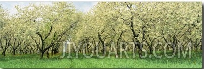 Rows of Cherry Tress in an Orchard, Minnesota, USA