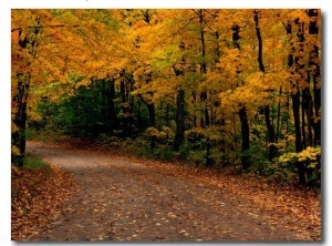 Rural Road in Autumn