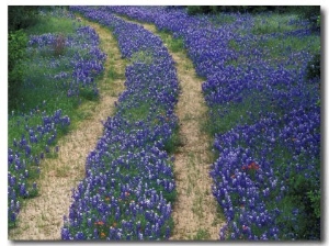 Tracks in Bluebonnets, near Marble Falls, Texas, USA