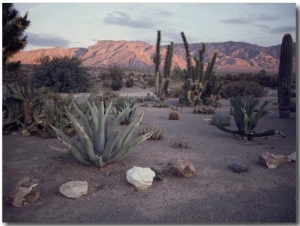 A Desert Cactus Garden in Nevada