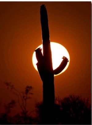 A Saguaro Cactus is Silhouetted as the Sun Sets Over the Southwestern Desert