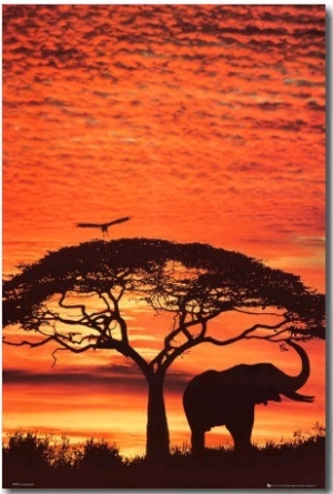 African Sunset