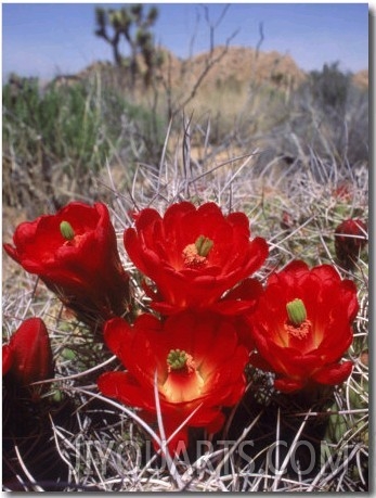 Joshua Tree, Ca, Cactus Flower